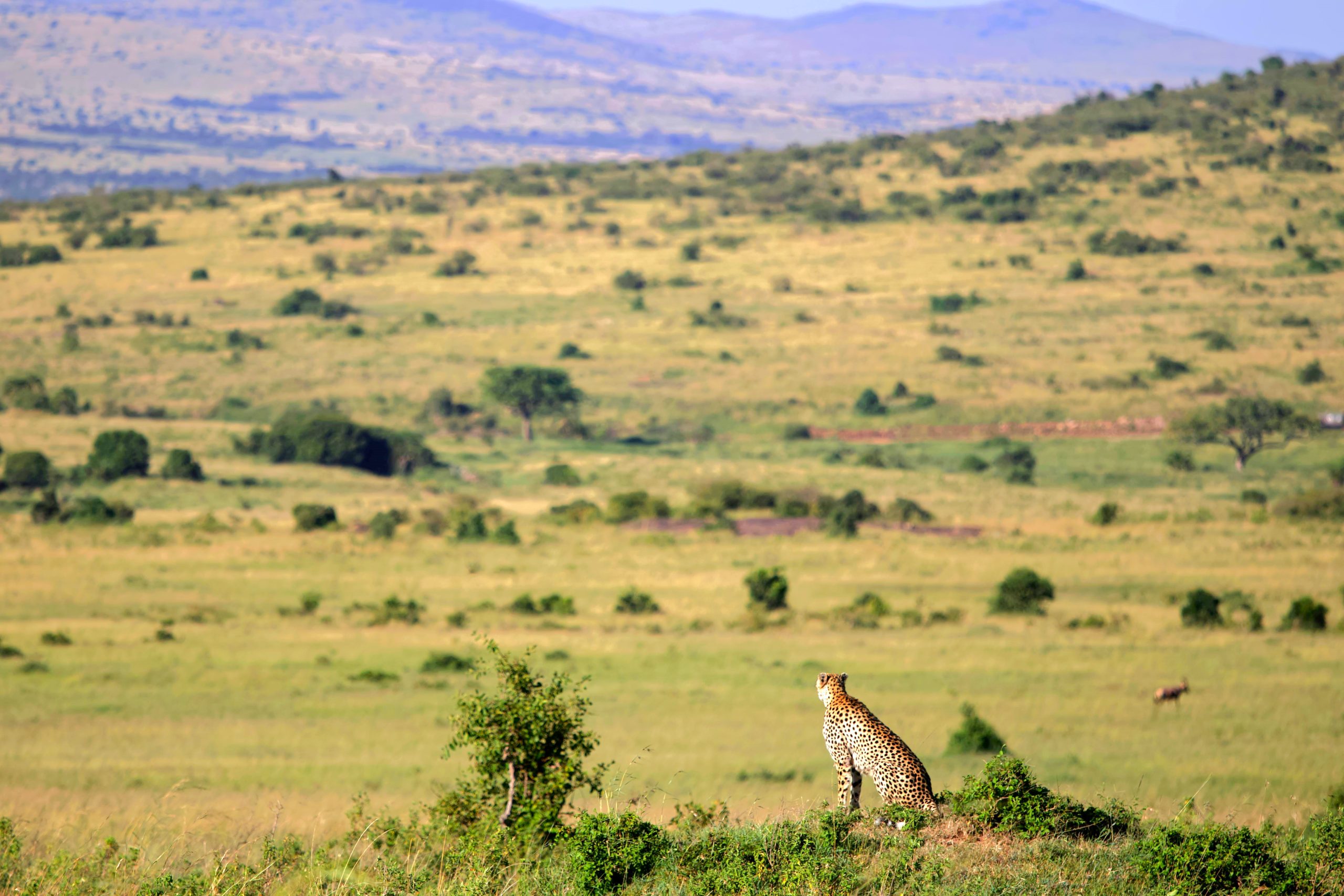 IL PARCO NIOKOLO-KOBA IN SENEGAL È STATO SALVATO:  ESCE DAI SITI IN PERICOLO