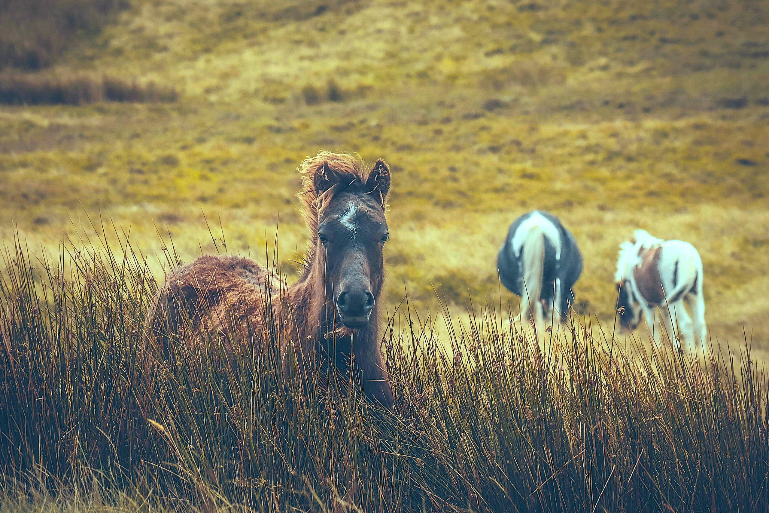 I CAVALLI SELVATICI TORNANO NELLE STEPPE DEL KAZAKISTAN