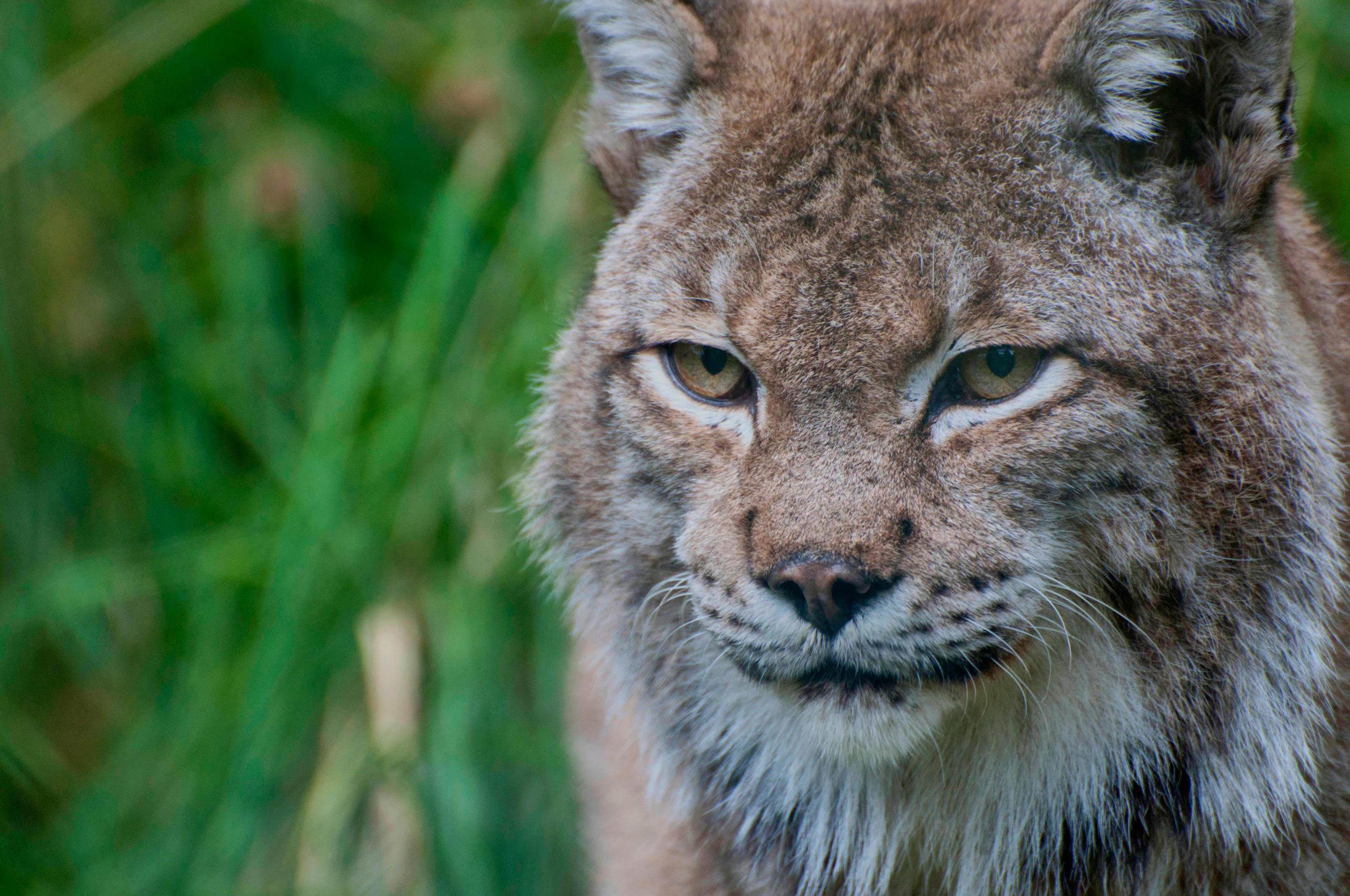 LA LINCE IBERICA NON È PIÙ A RISCHIO DI ESTINZIONE