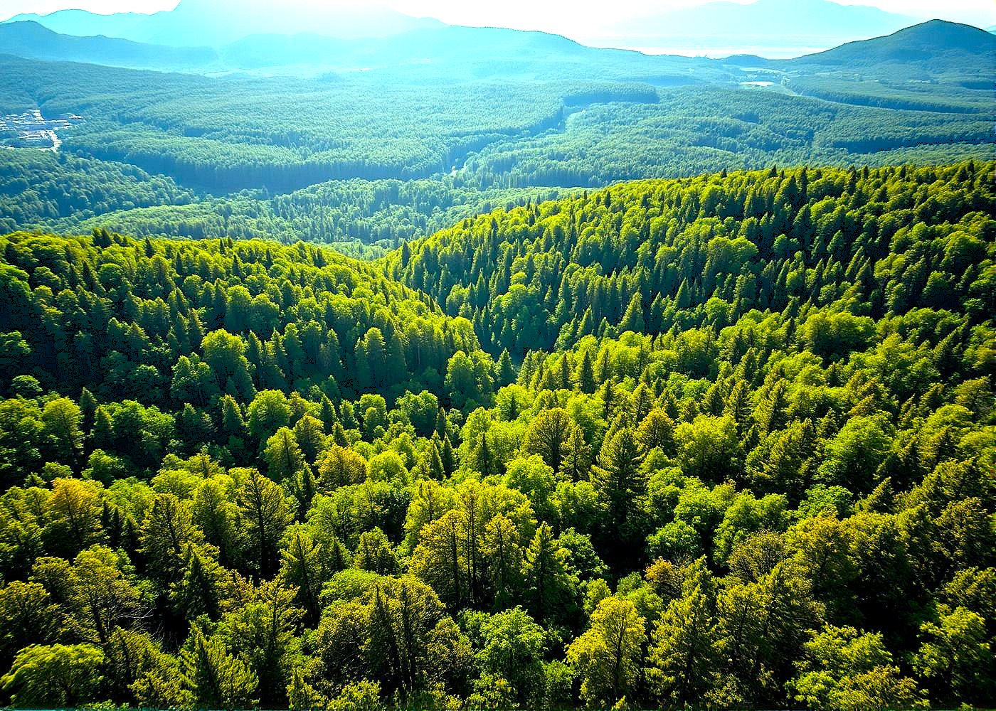 RADDOPPIATE E TRIPLICATE LE FORESTE IN MOLTI PAESI DEL MONDO