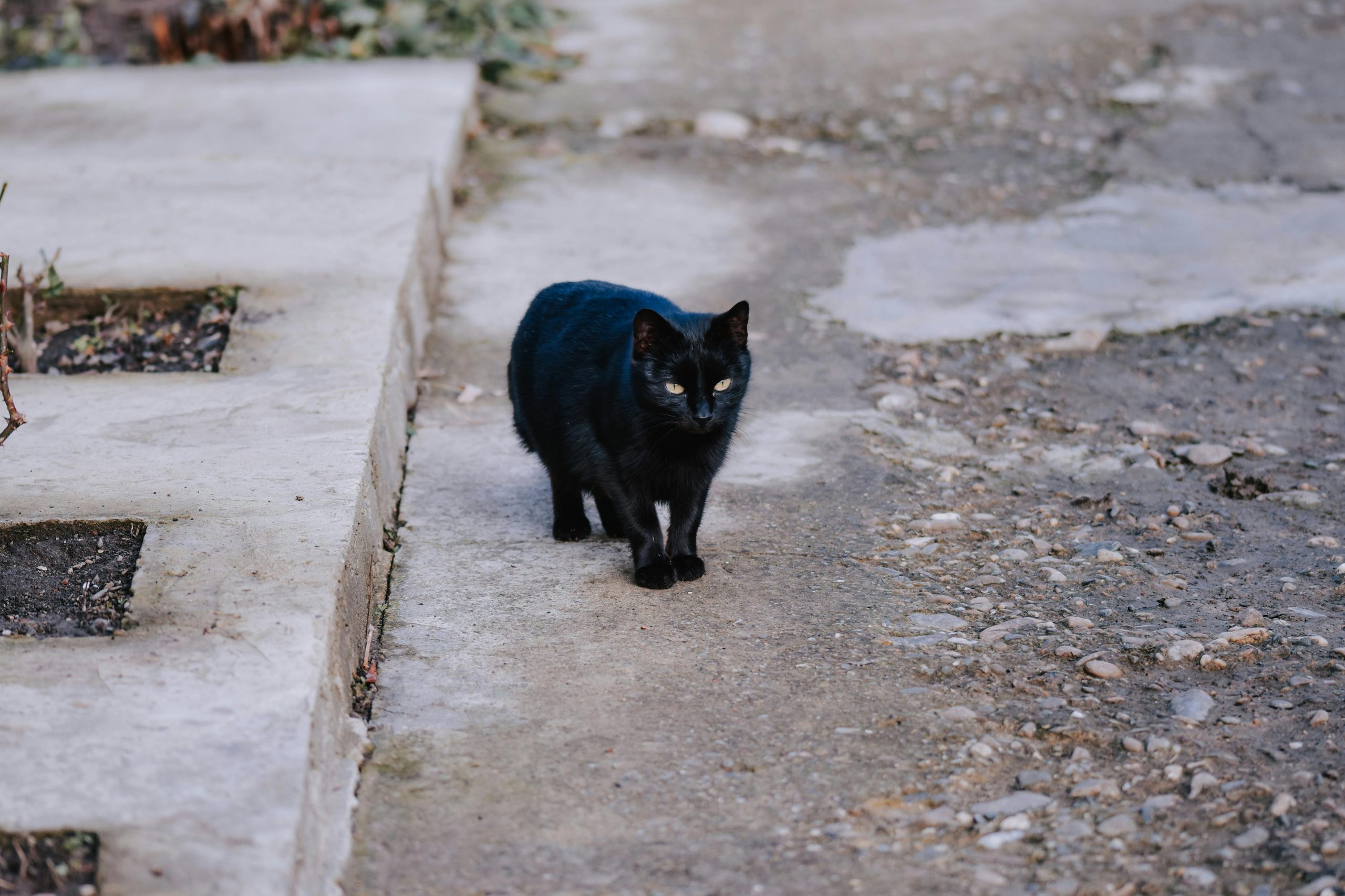 RITROVA IL GATTO SMARRITO DOPO 4 ANNI DI RICERCHE: "IL DOLORE ERA TERRIBILE"