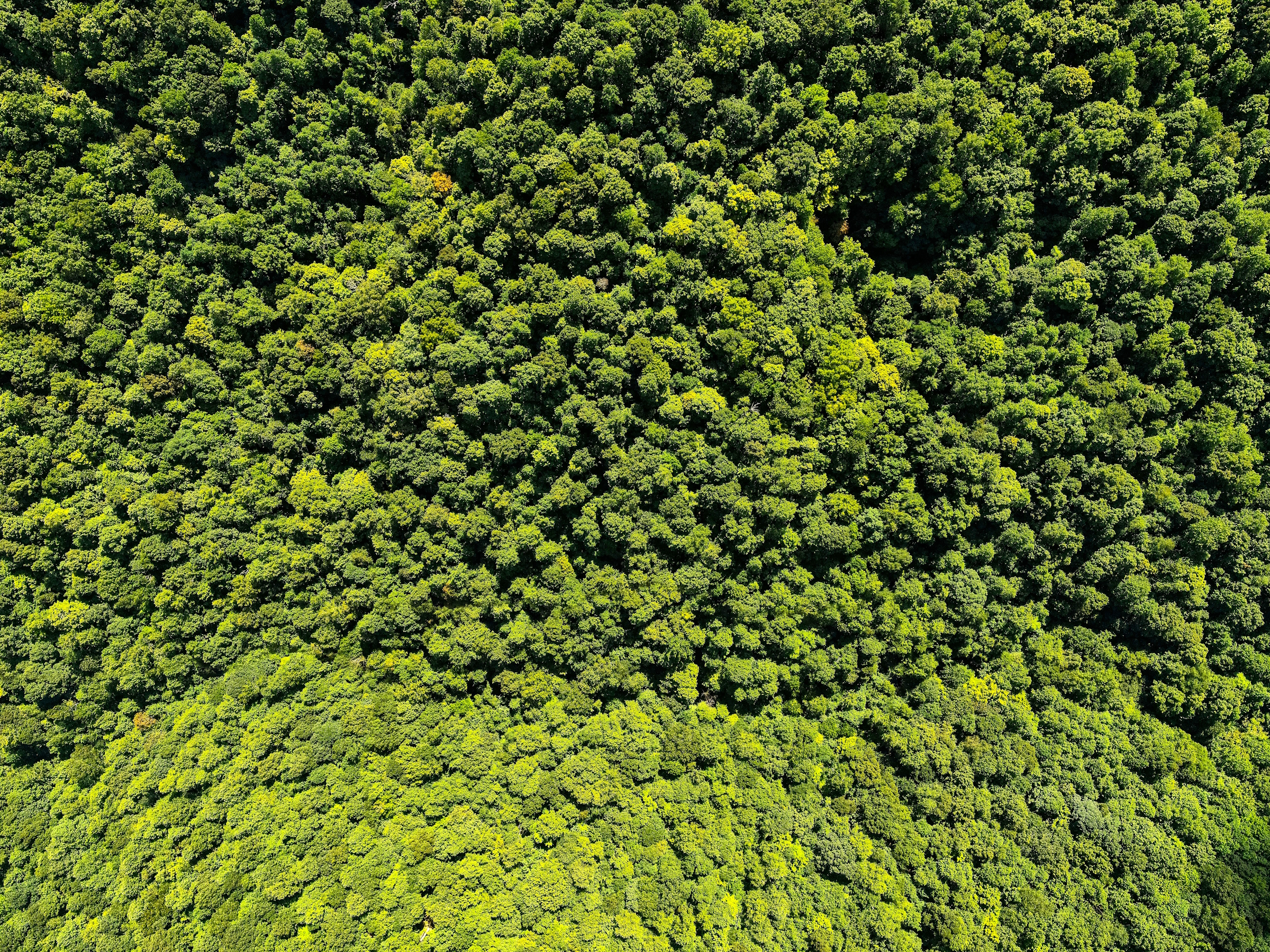 LA DEFORESTAZIONE DELL'AMAZZONIA CROLLA DEL 30% AI MINIMI DA 10 ANNI