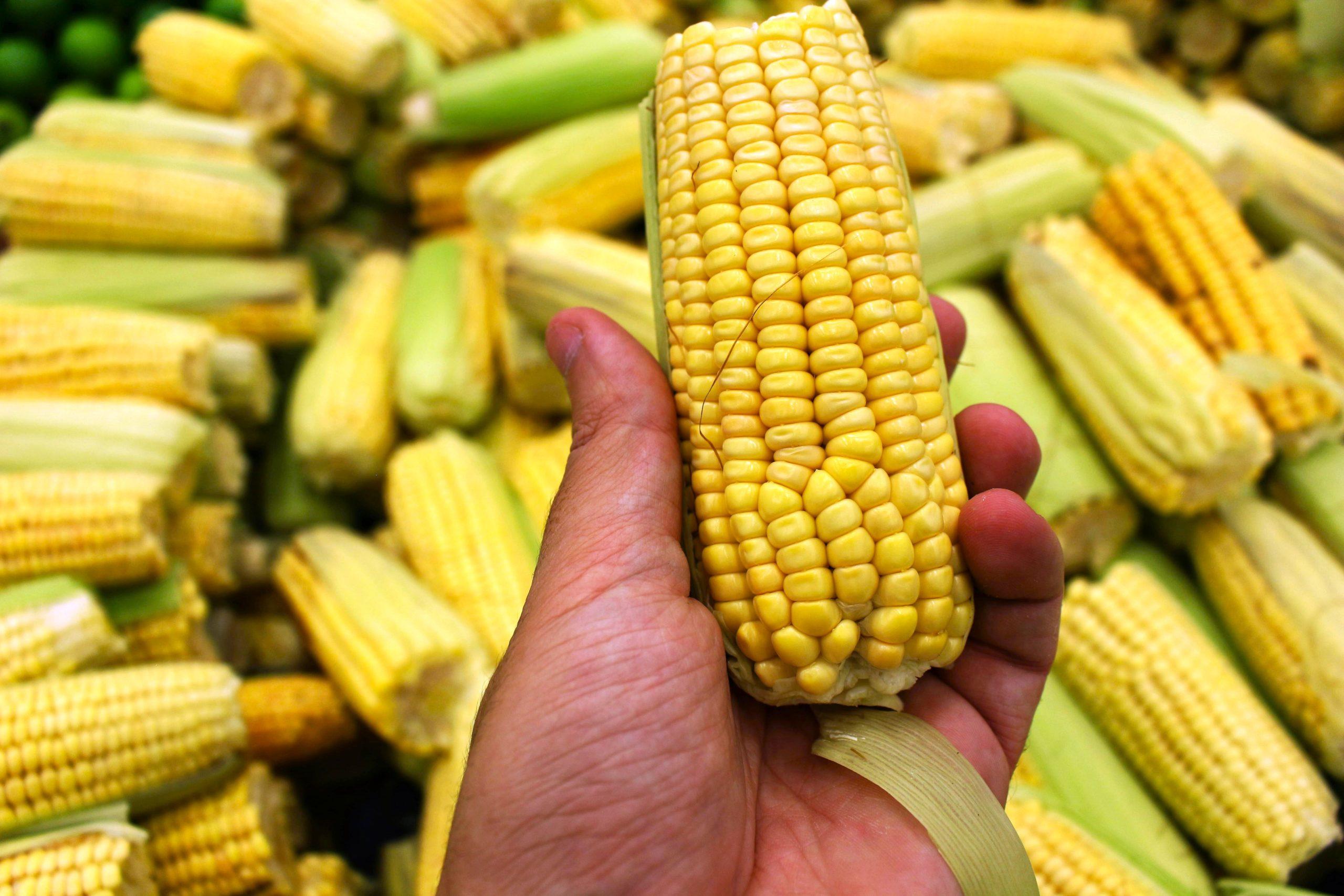 L'ITALIA DIVENTA PRIMA IN EUROPA PER VALORE AGGIUNTO IN AGRICOLTURA