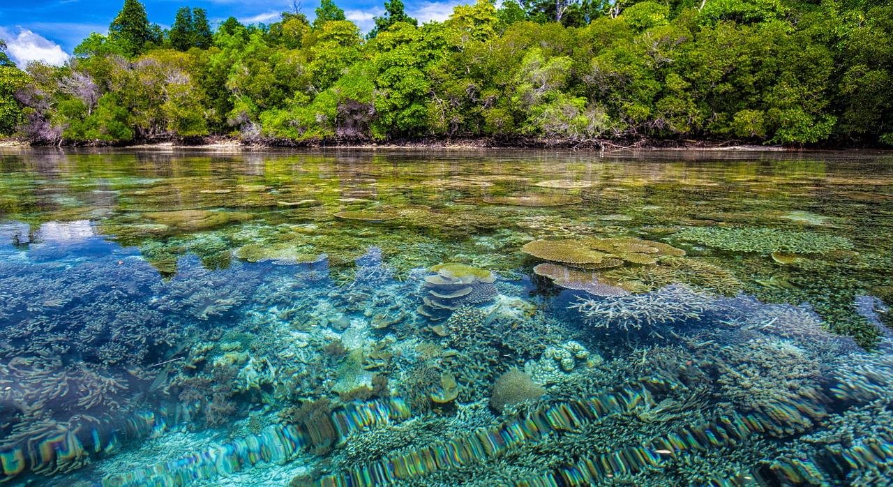 COP16: IL MONDO TROVA L'ACCORDO PER DIFENDERE LA BIODIVERSITÀ